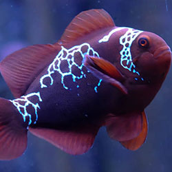 tropical-treasures-lightening-maroon-clownfish