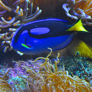 tropical-treasures-purple-tang