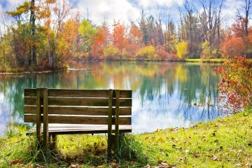 Sitting bench over looking pond with trees behind it.