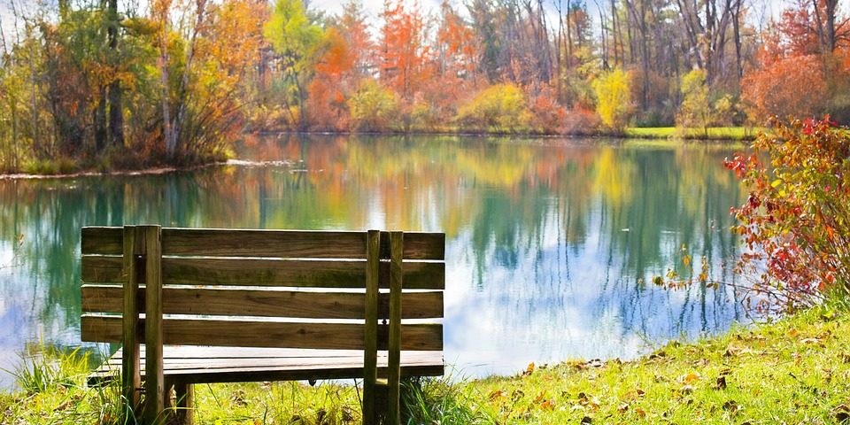 Sitting bench over looking pond with trees behind it.